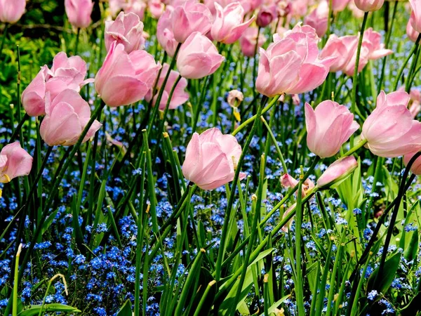 Rosa Tulpen — Stockfoto