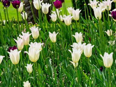 çiçek açan laleler