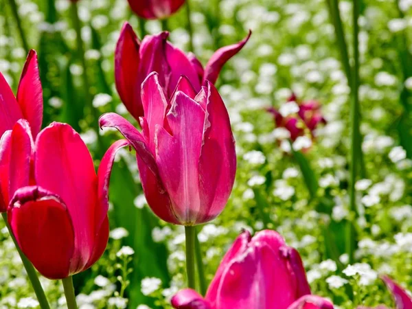 Tulipes en fleurs — Photo