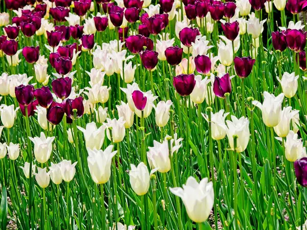 Kwitnące tulipany — Zdjęcie stockowe