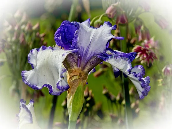 Iris ungu — Stok Foto