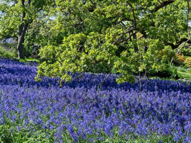 Lupines alanı