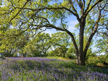 Lupines alanı