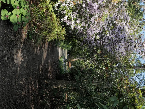 Champ des lupins — Photo