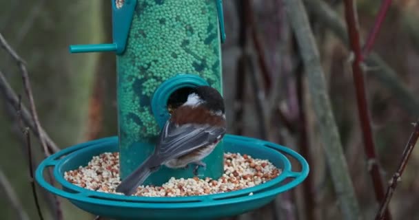 ツリーからぶら下がっ鳥のフィーダーから種にヨーロッパのナッツの餌 — ストック動画