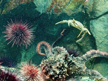 Dev Pasifik ahtapotu