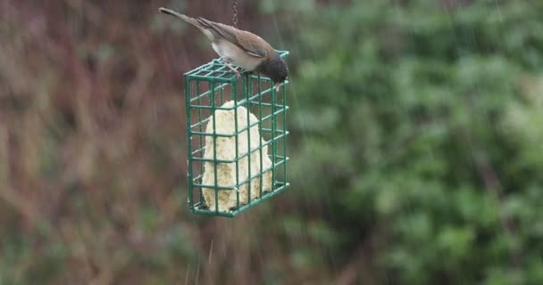 Junco Dagli Occhi Scuri Junco Hyemalis Sotto Una Forte Pioggia — Video Stock