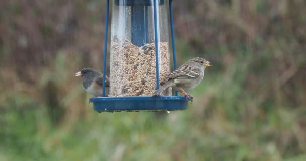 Σκούρο Μάτι Junco Junco Hyemalis Και Σπουργίτι Passer Domesticus Κάτω — Αρχείο Βίντεο