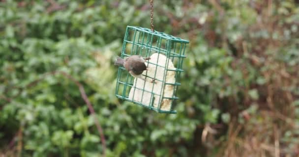 House Sparrows Passer Domesticus Sun Feeder — ストック動画
