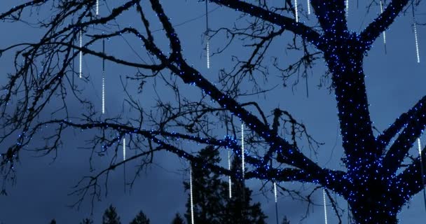 Outdoor Tree Decorated Illuminated Imitation Icicles Glittering Light Moves Decorations — Stock Video