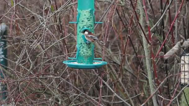 慢动作 家养麻雀 Paser Domesticus 以挂在树上的鸟食为食 — 图库视频影像