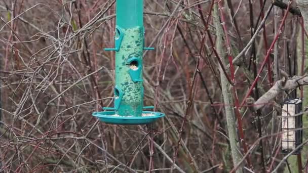 慢动作 家养麻雀 Passer Domesticus 和欧洲野鸭轮流吃挂在树上的鸟食 — 图库视频影像