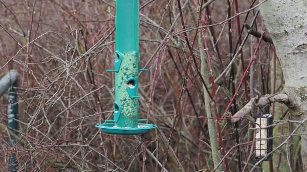 スローモーション 家は木から吊るされた鳥の餌場から種子を餌とするスズメ Passer Domesticus カメラズームイン — ストック動画