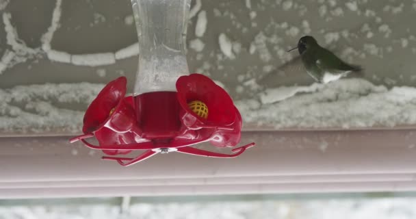 Anna Hummingbird Feeding Home Feeder Hung Out Backyard Snowstorm Victoria — 비디오