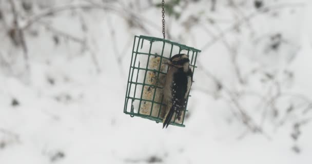 ビクトリアBcの吹雪の間に裏庭に掛けられたフィーダーからのセットでの羽毛のキツツキの給餌は 他の鳥を追い払いながら — ストック動画