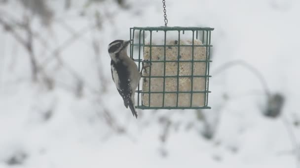 Downy Woodpecker Feeding Suet Feeder Hung Out Backyard Blizzard Victoria — Stock Video