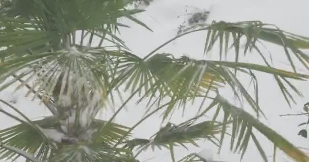 大雪中的棕榈树 维多利亚湾刮起大风 — 图库视频影像
