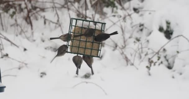 大群家养麻雀 Passer Domesticus 和黑眼金丝雀 Junco Hyemalis 在大雪中觅食 — 图库视频影像