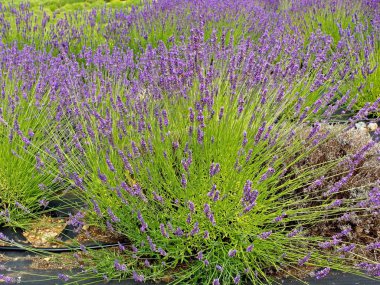 Salt Spring Adası 'ndaki lavanta tarlası.