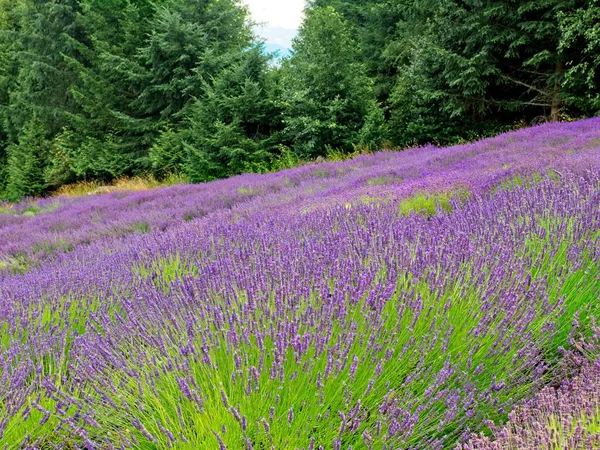 Lavender field on Salt Spring Island