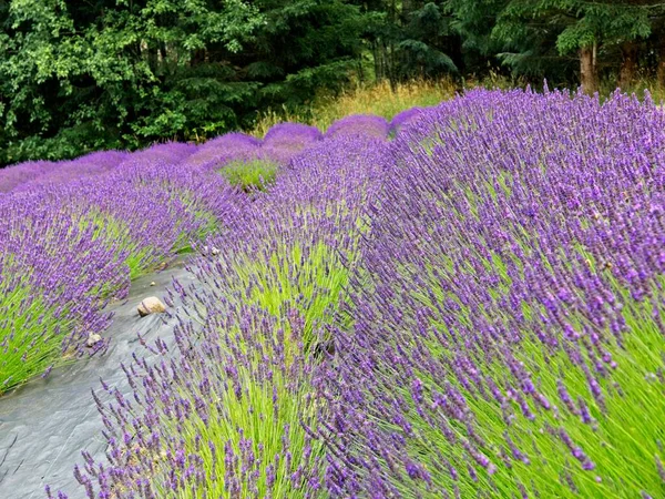 塩泉島のラベンダー畑 — ストック写真