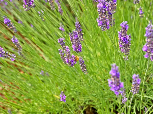 Lavender field on Salt Spring Island — Stock Photo, Image