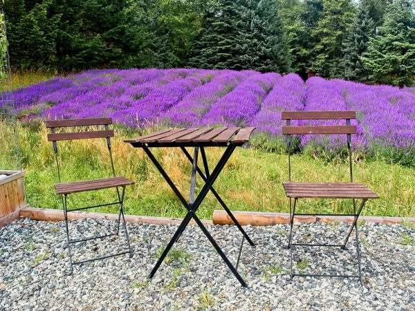 Campo de lavanda em Salt Spring Island — Fotografia de Stock