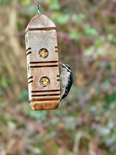 Downy hackspett som livnär sig på en suet från mataren — Stockfoto