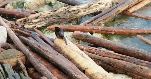 Північноамериканська Річкова Видра Lontra Canadensis Протікає Скелях Вздовж Берегової Лінії — стокове відео