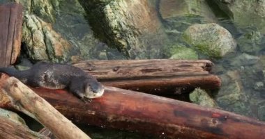 North American river otter (Lontra canadensis) running in the rocks along the coastline of Sidney BC