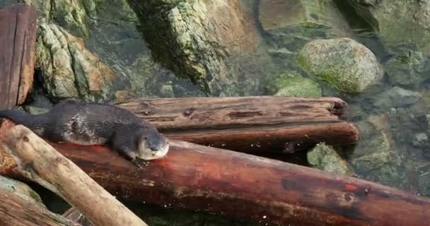 Wydra Północnoamerykańska Lontra Canadensis Biegnąca Skałach Wzdłuż Wybrzeża Sidney — Wideo stockowe