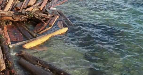 Ocean Water Lapping Big Logs Washed Shoreline Sidney — 图库视频影像