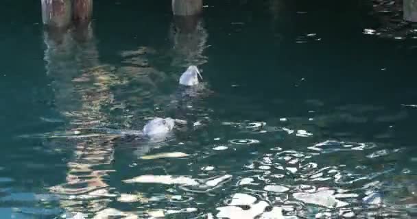 Two Harbor Seals Waiting Fed Fish Pier — Stockvideo