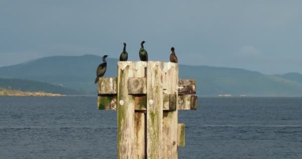 Group Cormorants Sitting Piles Coastline Sidney — 图库视频影像