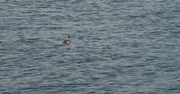 Red Breasted Merganser Duck Diving Fish Sidney Shore — 图库视频影像