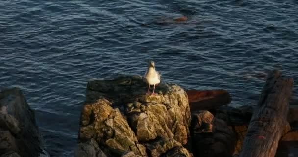 Burung Camar Duduk Bebatuan Sepanjang Garis Pantai Sidney Matahari Terbenam — Stok Video