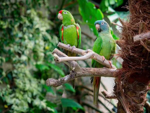 Coppia di pappagalli verdi — Foto Stock