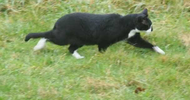 Czarny Kot Poluje Trawę Zmienia Pozycję Uważnie Obserwuje Ewentualną Zdobycz — Wideo stockowe