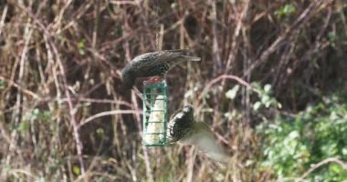 Flock of Common starlings (Sturnus vulgaris) fighting over food on a suet feeder hung in the backyard in Victoria BC 
