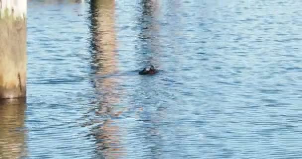 Harlequin Duck Histrionicus Swims Sunny Day Calm Waters Marina Victoria — Stock Video