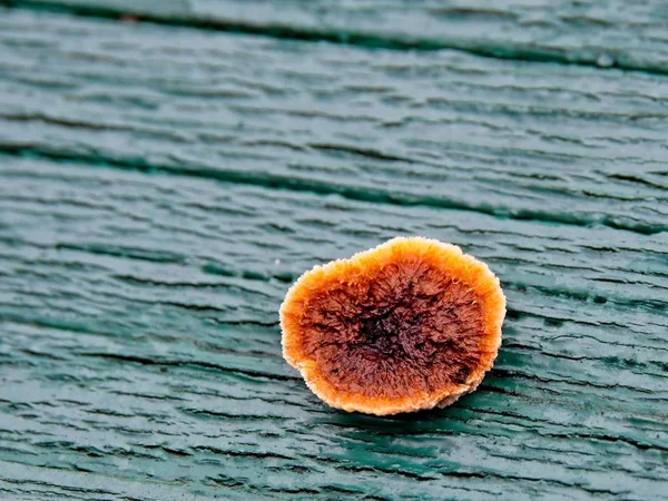 Rusty gilled polypore fungus — 스톡 사진