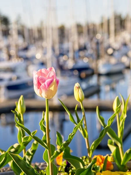 A tulipánok virágoznak Sidney partján. — Stock Fotó