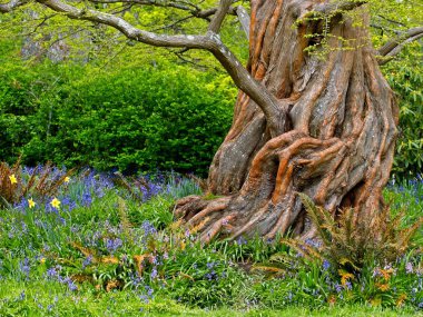 Beacon Hill Parkı 'ndaki Gnarly ağacı.