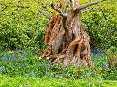 Beacon Hill Parkı 'ndaki Gnarly ağacı.