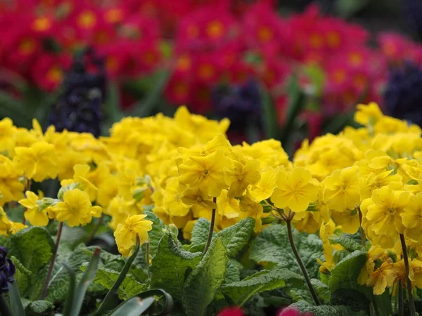 Fioriscono narcisi in primavera — Foto Stock