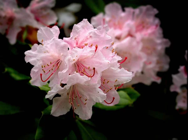 Sinos de rododendros rosa — Fotografia de Stock