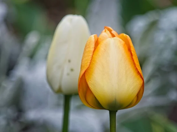 Желтые и белые тюльпаны — стоковое фото