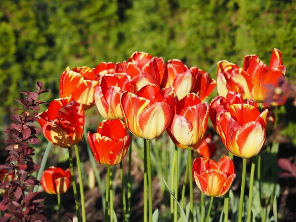 Tulipanes rojos y amarillos — Foto de Stock