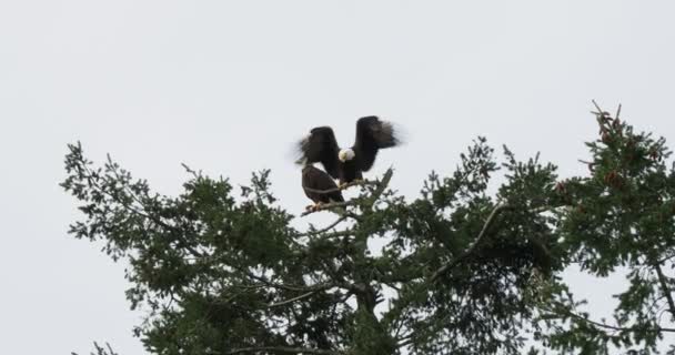 Weißkopfseeadler Auf Der Baumkrone Sidney Männchen Sitzt Weibchen Kommt Herein — Stockvideo