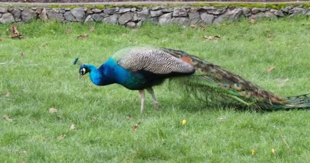 緑の芝生の上を歩く美しい男性の多色の孔雀と公共のビーコンヒル公園 ビクトリアBcの春に花壇 — ストック動画